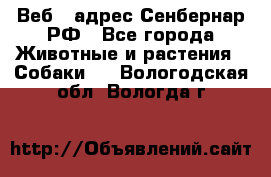 Веб – адрес Сенбернар.РФ - Все города Животные и растения » Собаки   . Вологодская обл.,Вологда г.